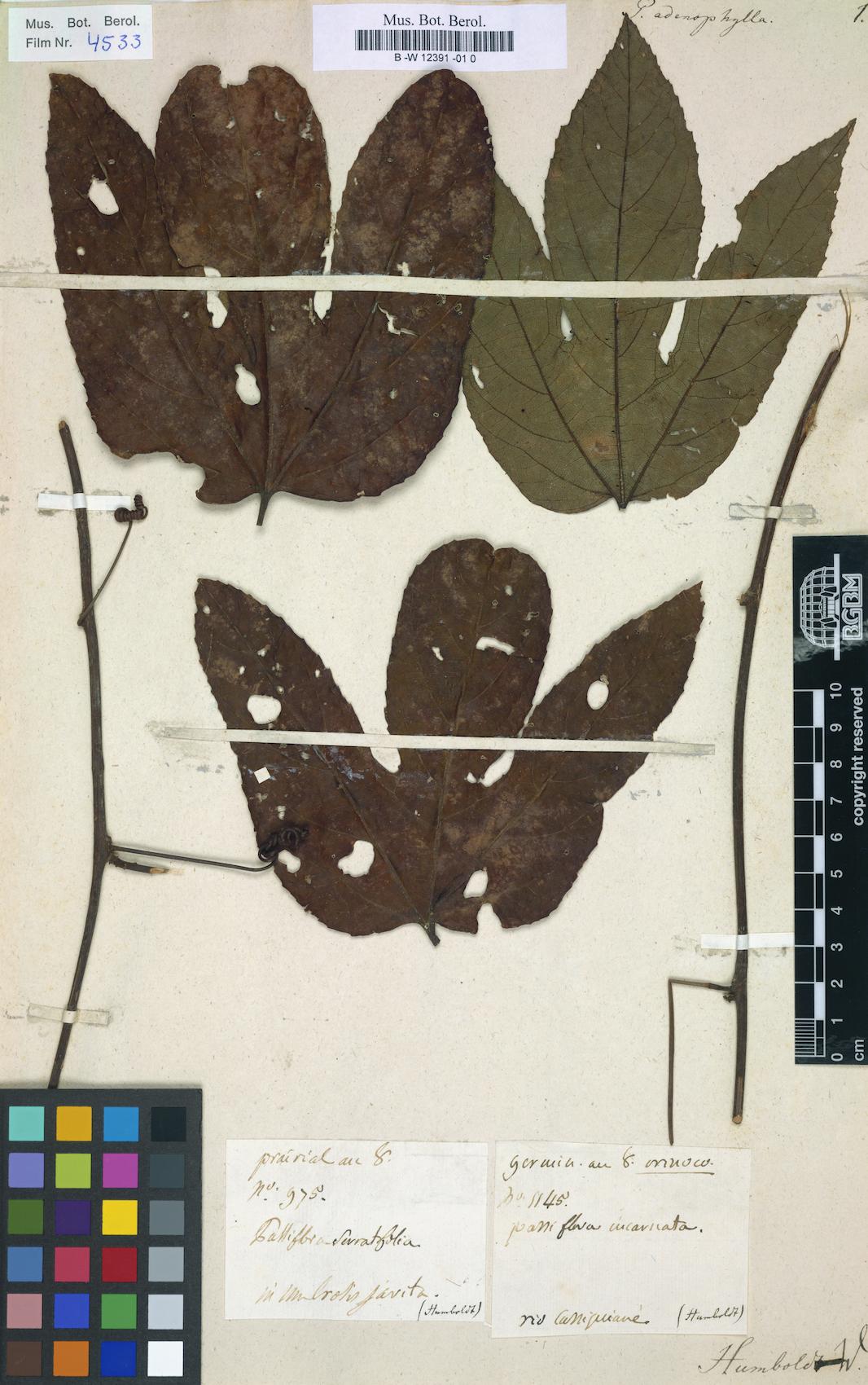 Passiflora adenophylla