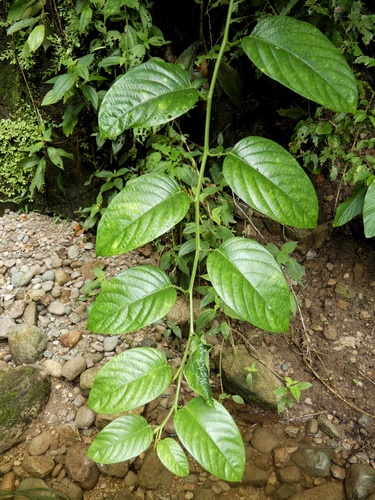 Passiflora alata (Fragrant granadilla) — photo