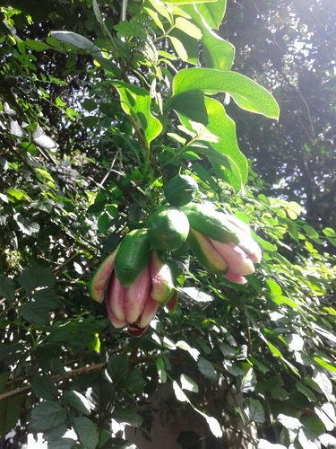 Passiflora alata (Fragrant granadilla) — photo