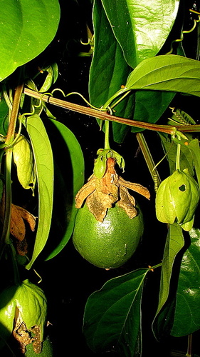 Passiflora alata