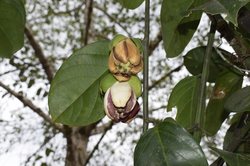 Passiflora ambigua (Granadilla de monte) — photo