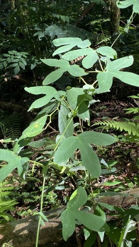 Passiflora amethystina (Maracuja-azul) — photo