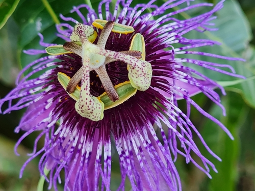 Passiflora amethystina (Maracuja-azul) — photo
