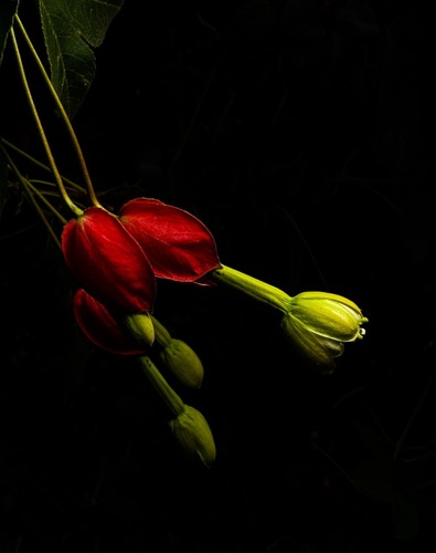 Passiflora ampullacea