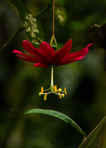 Passiflora antioquiensis
