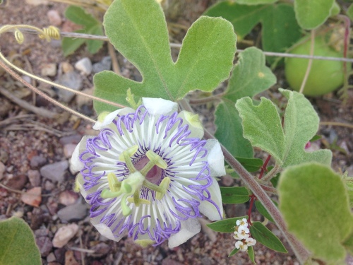 Passiflora arida (Sonoran passion flower) — photo