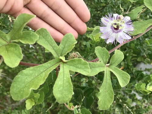 Passiflora arida (Sonoran passion flower) — photo