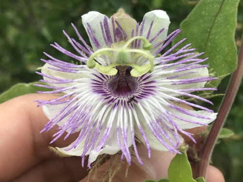 Passiflora arida