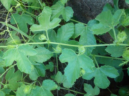 Passiflora arizonica (Arizona passionflower) — photo