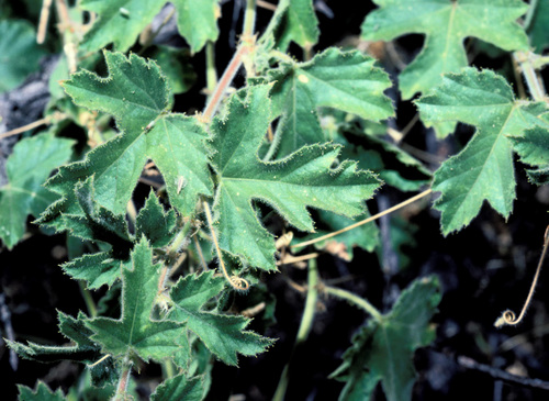 Passiflora arizonica (Arizona passionflower) — photo