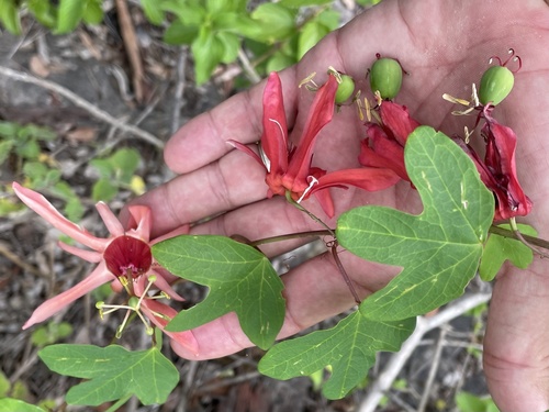 Passiflora aurantia (Red Passion Flower) — photo