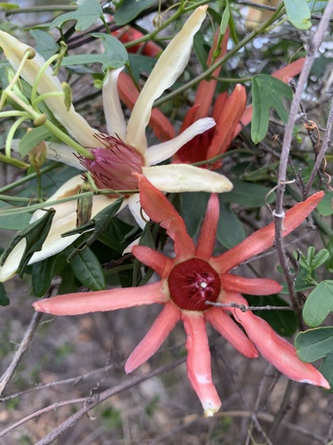 Passiflora aurantia