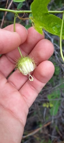 Passiflora bahamensis — photo