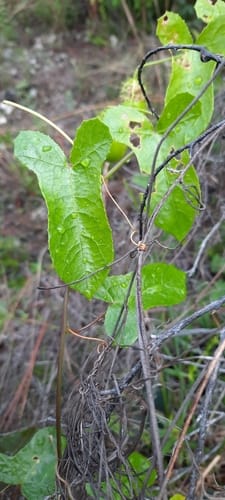 Passiflora bahamensis — photo