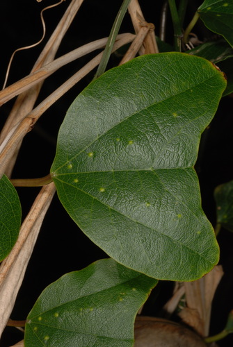 Passiflora biflora (Passion flower) — photo