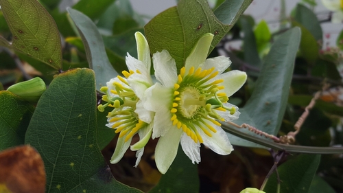 Passiflora biflora