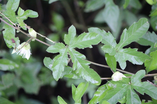 Passiflora bryonioides — photo