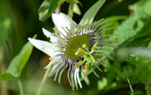 Passiflora bryonioides — photo