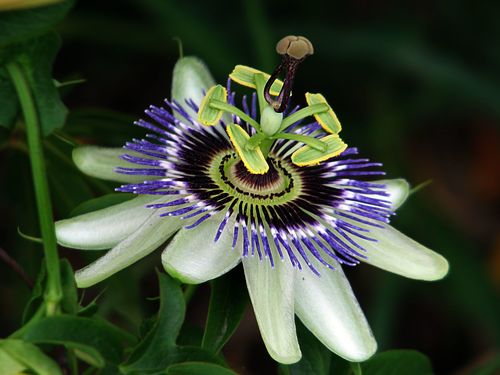 Passiflora caerulea