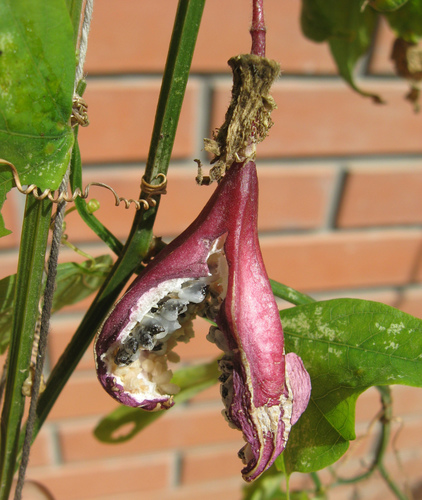 Passiflora capsularis (Capsule-fruited passionflower) — photo