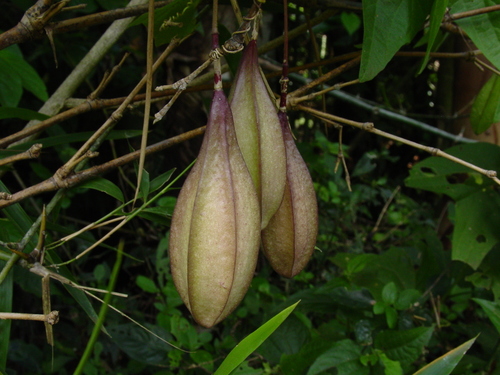 Passiflora capsularis (Capsule-fruited passionflower) — photo