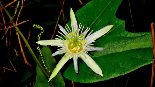 Passiflora capsularis