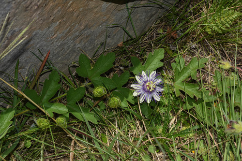 Passiflora chrysophylla — photo