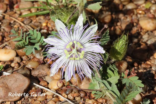 Passiflora chrysophylla — photo