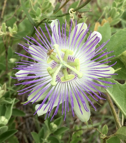 Passiflora chrysophylla