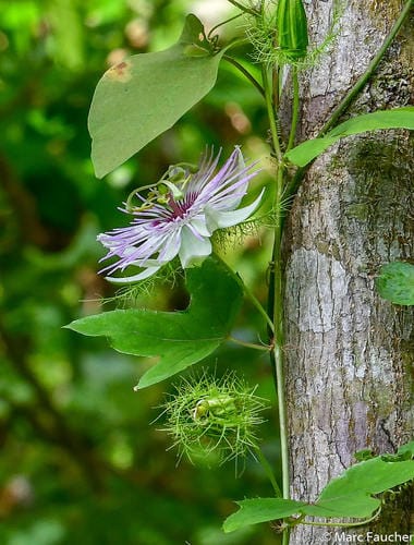 Passiflora ciliata — photo