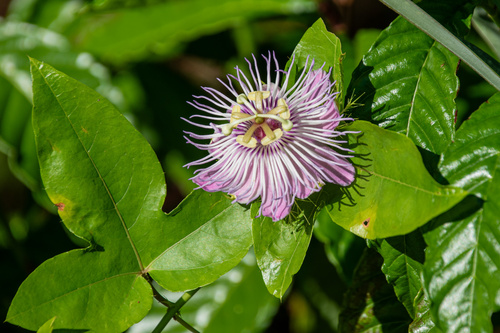 Passiflora ciliata