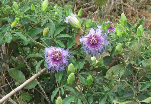 Passiflora cincinnata (Crato passionfruit) — photo