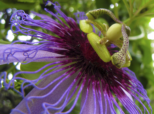Passiflora cincinnata (Crato passionfruit) — photo