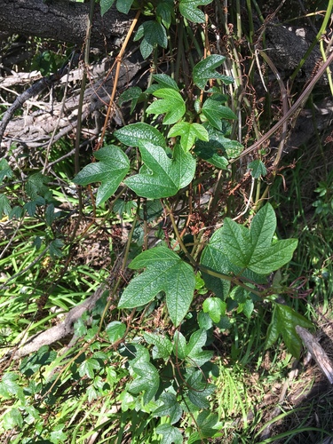 Passiflora cinnabarina (Red passionflower) — photo