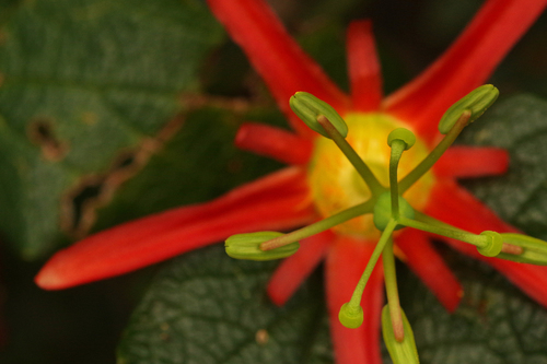 Passiflora cinnabarina (Red passionflower) — photo