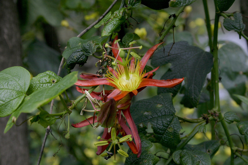 Passiflora cinnabarina