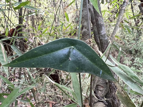 Passiflora coriacea — photo