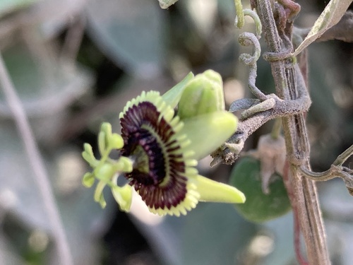 Passiflora coriacea — photo
