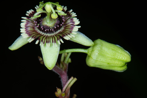 Passiflora coriacea