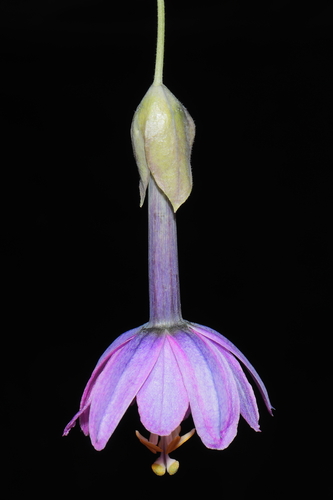 Passiflora cumbalensis (Red banana passionfruit) — photo