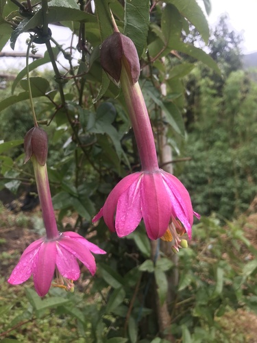 Passiflora cumbalensis (Red banana passionfruit) — photo
