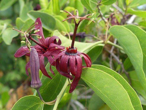 Passiflora cupraea (Wild watermelon) — photo