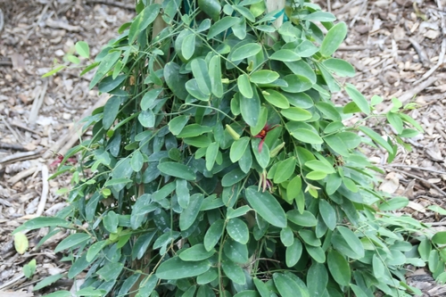 Passiflora cupraea (Wild watermelon) — photo