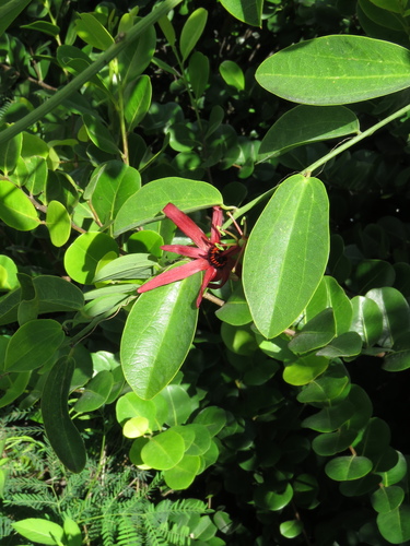 Passiflora cupraea