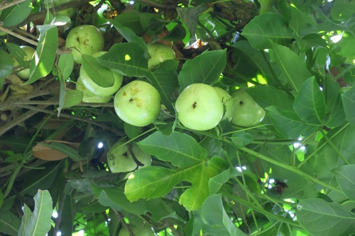 Passiflora edulis (Purple passionfruit) — photo