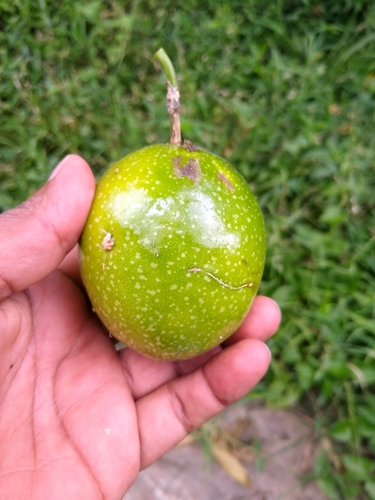 Passiflora edulis (Purple passionfruit) — photo