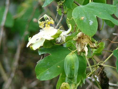 Passiflora eichleriana (Butterfly passionflower) — photo