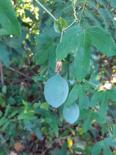 Passiflora eichleriana (Butterfly passionflower) — photo