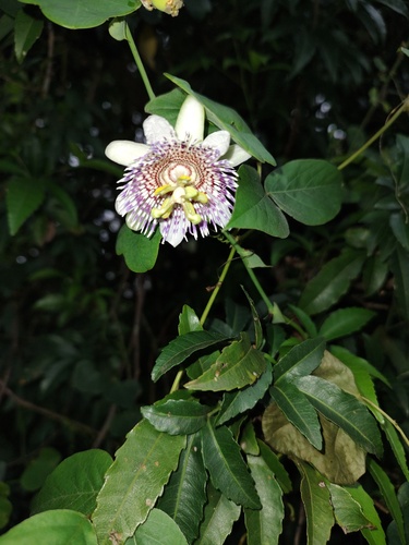 Passiflora elegans (Maracuja-de-estalo) — photo