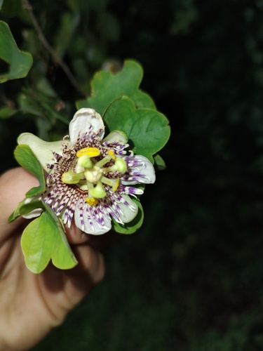 Passiflora elegans (Maracuja-de-estalo) — photo